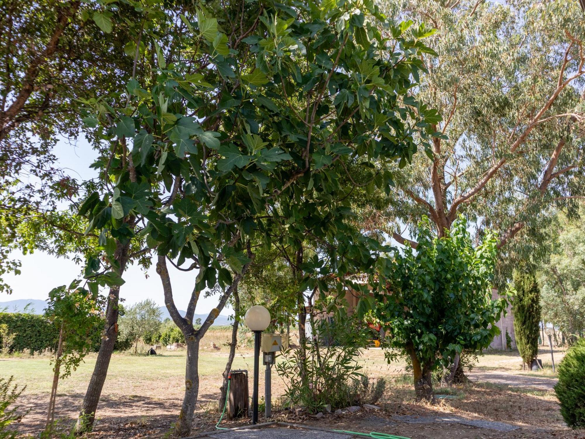 Agriturismo I Gelsi 마리나디그로세토 외부 사진